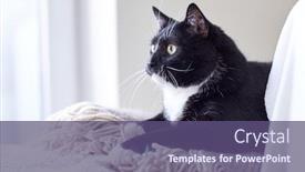  Presentation with domestic animals - Presentation theme with pets domestic animals and comfort concept - black and white cat lying on plaid at home background and a violet colored foreground