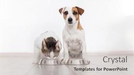  Presentation with dog cat - Presentation design enhanced with pets-eats-dog-food background and a light gray colored foreground