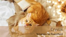 Presentation with domestic animal - Theme having blanket at home in autumn background and a gold colored foreground