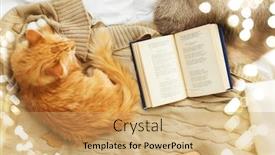  Presentation with domestic animal - Colorful presentation enhanced with domestic animal concept - red backdrop and a yellow colored foreground