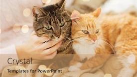  Presentation with pets - PPT theme enhanced with pets hygge and people concept - close up of female owner with red and tabby cat in bed background and a coral colored foreground