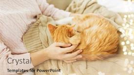  Presentation with pets - Presentation theme enhanced with pets hygge and people concept - close up of female owner with red tabby cat in bed at home background and a coral colored foreground