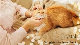  Presentation with pets - Cool new PPT theme with pets hygge and people concept - close up of female owner stroking red tabby cat in bed at home backdrop and a coral colored foreground