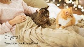  Presentation with pets - Audience pleasing presentation theme consisting of pets hygge and people concept - close up of female owner with red and tabby cat in bed backdrop and a soft green colored foreground