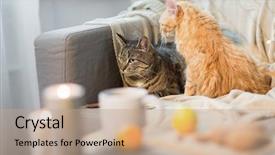  Presentation with pets - Slide set with pets hygge and christmas concept background and a coral colored foreground