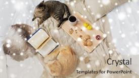 Presentation with pets - Presentation design enhanced with pets hygge and winter concept background and a coral colored foreground