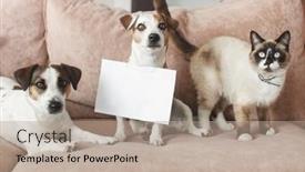  Presentation with dog cat - Amazing presentation theme having pets-in-living-room backdrop and a coral colored foreground