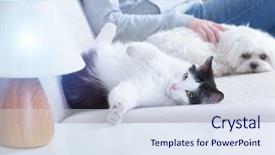  Presentation with pets - Beautiful PPT layouts featuring pets little dog and cat backdrop and a sky blue colored foreground