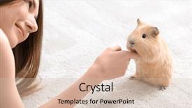  Presentation with guinea pig - Beautiful presentation theme featuring pets people - beautiful young woman with pet backdrop and a  colored foreground