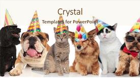  Presentation with pets - Audience pleasing slide set consisting of pets with colorful birthday hats backdrop and a lemonade colored foreground