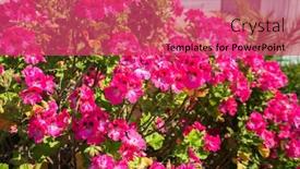  Presentation with lilac bush wood - Audience pleasing presentation theme consisting of petunia bush in the park backdrop and a red colored foreground