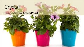  Presentation with colorful flower - Presentation theme having petunia plants in flower pot background and a blonde colored foreground