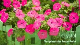  Presentation with pink green - PPT layouts with petunia-surfinia-or-calibrachoa-pink background and a tawny brown colored foreground