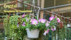  Presentation with jasmine flower gratis - Amazing slide set having petunias flowers in hanging flower backdrop and a violet colored foreground
