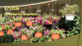  Presentation with oat flower - Audience pleasing slide set consisting of petunias flowers in hanging flower backdrop and a tawny brown colored foreground