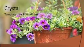  Presentation with flower - PPT layouts featuring petunias flowers in hanging flower background and a mint green colored foreground