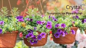  Presentation with jasmine flower gratis - Slide deck consisting of petunias flowers in hanging flower background and a coral colored foreground