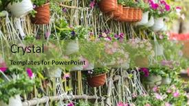  Presentation with flower dome in singapore - Beautiful theme featuring petunias flowers in hanging flower backdrop and a yellow colored foreground