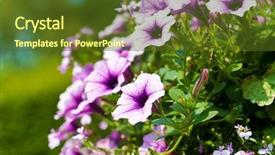  Presentation with purple flowers - PPT layouts consisting of petunias in a hanging basket background and a tawny brown colored foreground