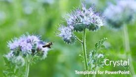  Presentation with honey bee - PPT theme with phacelia-tanacetifolia-plant-macro background and a tawny brown colored foreground