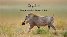  Presentation with south africa - Slide set enhanced with phacochoerus africanus running with upright background and a coral colored foreground