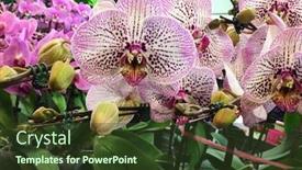  Presentation with beautiful orchid flowers - Amazing PPT layouts having phalaenopsis-orchid-white-and-pink backdrop and a tawny brown colored foreground