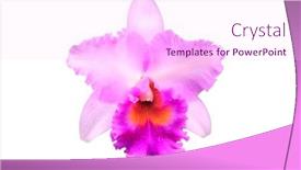  Presentation with pink white - Beautiful slides featuring phalaenopsis-pink-orchid-flower-isolated backdrop and a pink colored foreground