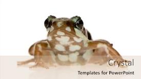  Presentation with poison - Amazing PPT theme having phantasmal poison frog - epipedobates tricolor in front of a white background backdrop and a soft green colored foreground