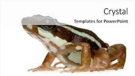  Presentation with poison - Beautiful presentation theme featuring phantasmal poison frog - epipedobates tricolor backdrop and a white colored foreground