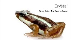  Presentation with poison - Presentation theme with phantasmal poison frog - epipedobates tricolor in front of a white background background and a white colored foreground