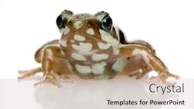  Presentation with poison - Colorful slides enhanced with phantasmal poison frog - epipedobates tricolor in front of a white background backdrop and a soft green colored foreground