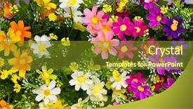  Presentation with beautiful flowers border floral design - Presentation enhanced with pharanges - beautiful of artificial flowers background and a  colored foreground