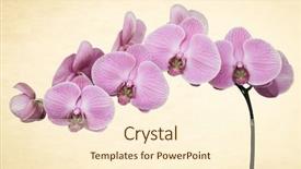  Presentation with old paper - PPT theme consisting of pharanges - pink orchid on old paper background and a cream colored foreground