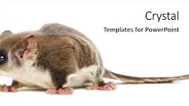  Presentation with glider - Beautiful PPT theme featuring pharanges - sugar glider - acrobates pygmaeus backdrop and a  colored foreground