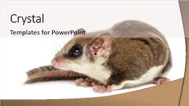  Presentation with glider - Audience pleasing slides consisting of pharanges - sugar glider - acrobates pygmaeus backdrop and a light gray colored foreground