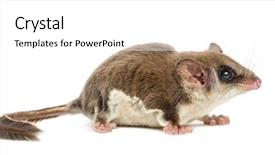  Presentation with glider - Cool new presentation theme with pharanges - sugar glider - acrobates pygmaeus backdrop and a  colored foreground