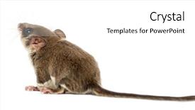  Presentation with glider - Colorful theme enhanced with pharanges - sugar glider - acrobates pygmaeus backdrop and a white colored foreground