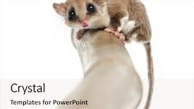  Presentation with glider - Audience pleasing slides consisting of pharanges - sugar glider on a branch backdrop and a soft green colored foreground
