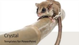  Presentation with glider - Colorful slide deck enhanced with pharanges - sugar glider on a branch backdrop and a coral colored foreground