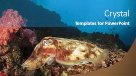  Presentation with coral reef - Presentation design featuring pharaoh cuttlefish on coral reef background and a teal colored foreground