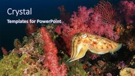  Presentation with pharaoh history - PPT theme having pharaoh cuttlefish background and a navy blue colored foreground