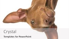  Presentation with portrait of a horse - Colorful PPT theme enhanced with pharaoh hound portrait upside down on white background backdrop and a light gray colored foreground