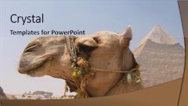  Presentation with camel - Cool new theme with pharaonics - camel at the pyramids backdrop and a  colored foreground