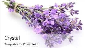  Presentation with lavender - Cool new PPT theme with pharmaceutical plant - bunch of lavender backdrop and a white colored foreground