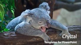  Presentation with queensland - Cool new presentation theme with phascolarctos cinereus adustus wild life backdrop and a dark gray colored foreground
