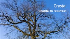  Presentation with four seasons change - Slides featuring phase chanfe - bald tree crown symbol photo background and a  colored foreground