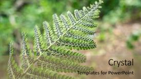  Presentation with fern - Cool new presentation theme with phased - fern plant in sporophyte phase backdrop and a coral colored foreground