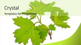  Presentation with judicial branch - Beautiful slide set featuring phatology - branch of the viburnum backdrop and a yellow colored foreground