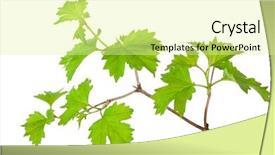  Presentation with judicial branch - Presentation design with phatology - branch of the viburnum background and a blonde colored foreground