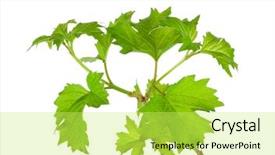  Presentation with branch - Amazing presentation theme having phatology - branch of the viburnum backdrop and a yellow colored foreground